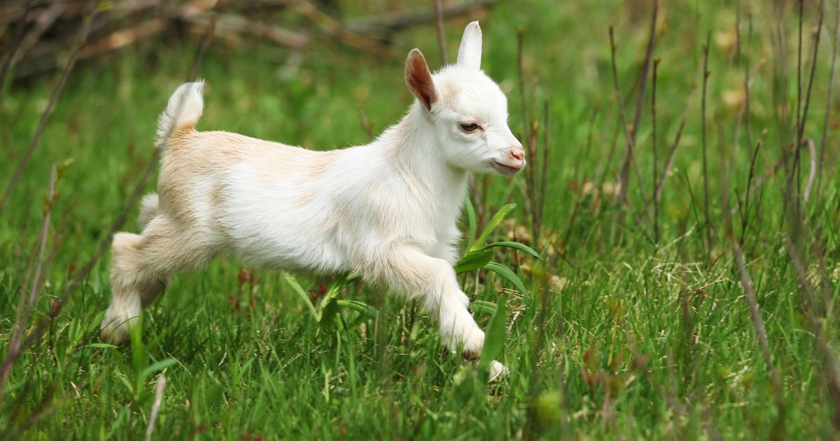 Longmont Monday: Cheese, Cider & a Very Good Goat Cameo