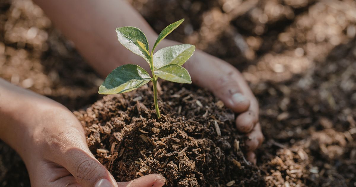 🌱 Tree Seedling Giveaway (And Why You Should Care)