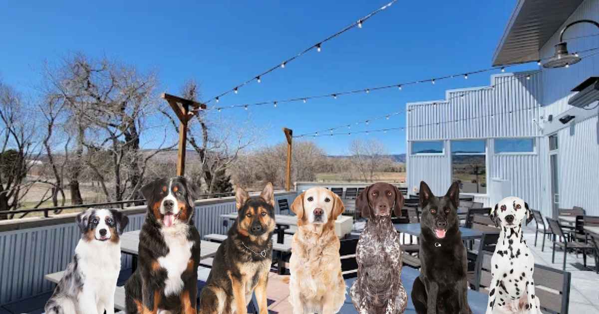 Pups on the Patio is back in Arvada