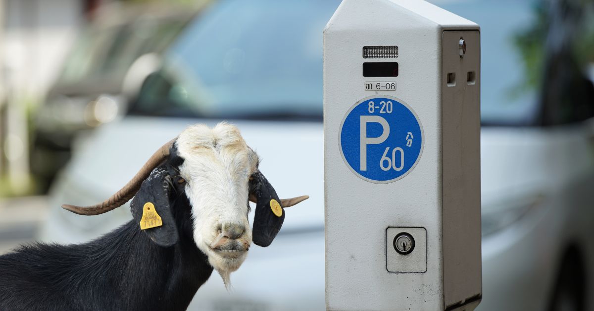 🅿️ Fort Collins Replaces Parking Meters with Goats