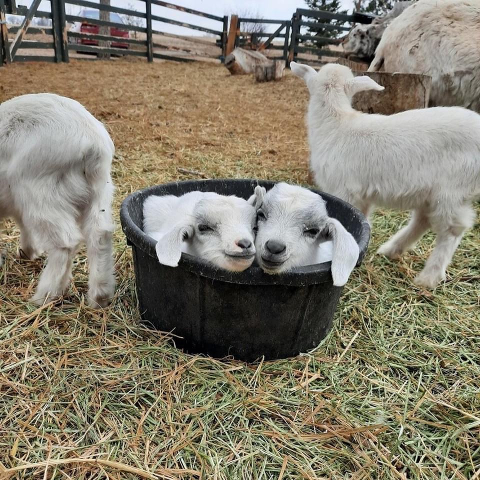 🐐 Farmfest at Sunflower Farm