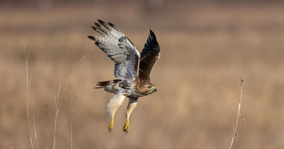 🐤 Guided Bird Walks at Sandstone Ranch