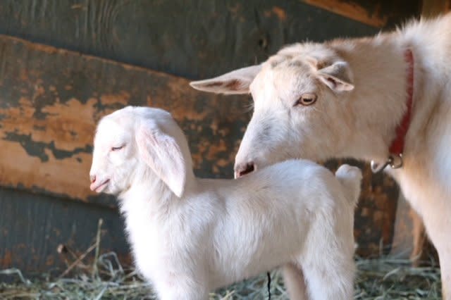 👖 Baby Goats, Blue Jeans & Backyard Vibes — Longmont’s Weekend Lineup